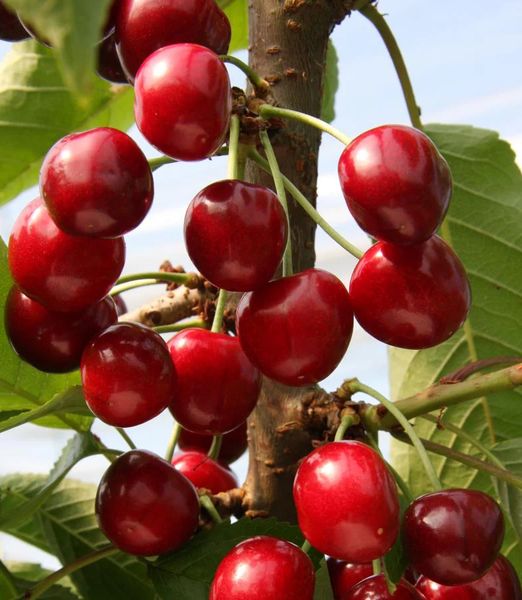 Čerešňa 'Sunburst'